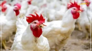 125 جنيهًا للكرتونة.. انخفاض جديد في أسعار الفراخ والبيض اليوم وشعبة الدواجن تكشف السعر العادل 1